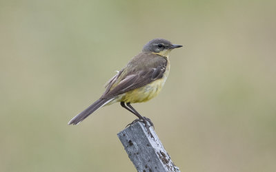 Dark-headed wagtail (Motacilla flava thunbergi)