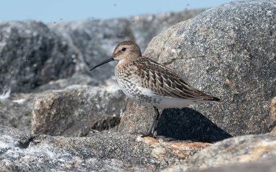 Dunlin (Calidris alpina)