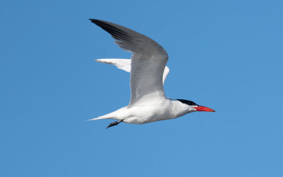 Caspian tern (Hydroprogne caspia)
