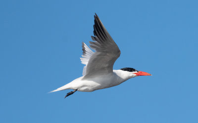 Caspian tern (Hydroprogne caspia)