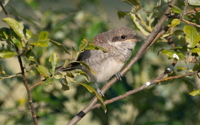 Red-backed shrike (Lanius collurio)