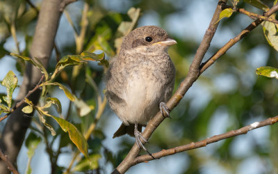 Red-backed shrike (Lanius collurio)