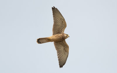 Common kestrel (Falco tinnunculus)
