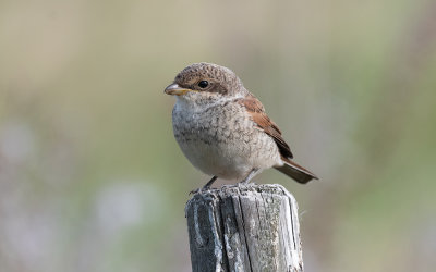 Red-backed shrike (Lanius collurio)