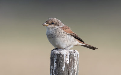 Red-backed shrike (Lanius collurio)