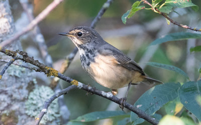 Bluethroat (Luscinia svecica)