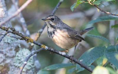Bluethroat (Luscinia svecica)