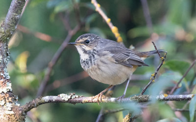 Bluethroat (Luscinia svecica)