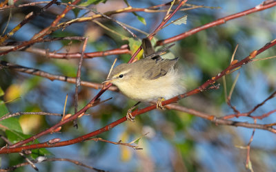 Willow warbler (Phylloscopus trochilus)