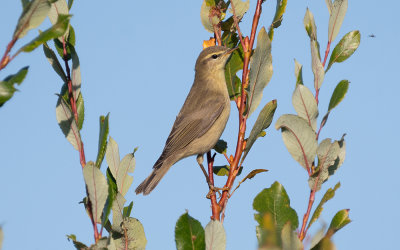 Willow warbler (Phylloscopus trochilus)