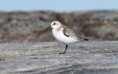 Sanderling (Calidris alba)