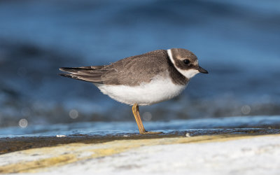 Common ringed plover (Charadrius hiaticula)