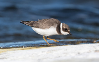Common ringed plover (Charadrius hiaticula)
