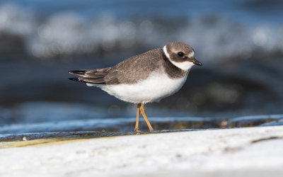 Common ringed plover (Charadrius hiaticula)