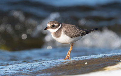 Common ringed plover (Charadrius hiaticula)
