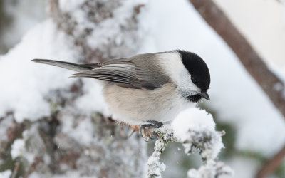 Willow tit (Poecile montanus)
