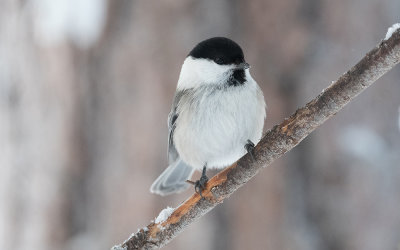 Willow tit (Poecile montanus)
