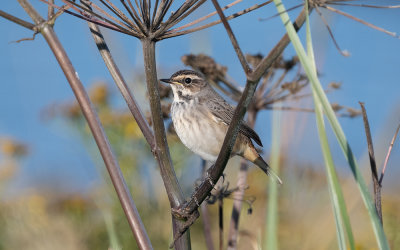 Bluethroat (Luscinia svecica)