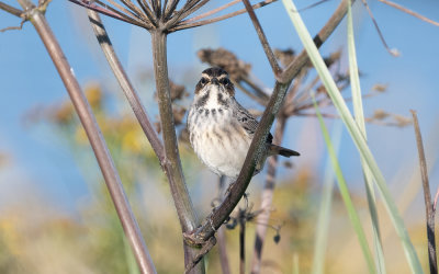 Bluethroat (Luscinia svecica)
