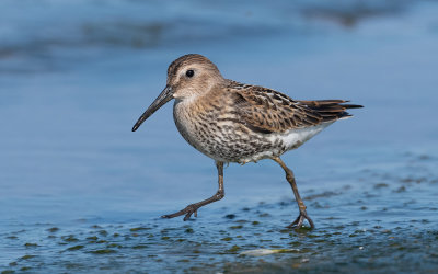 Dunlin (Calidris alpina)