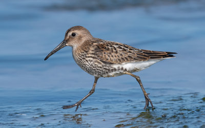 Dunlin (Calidris alpina)