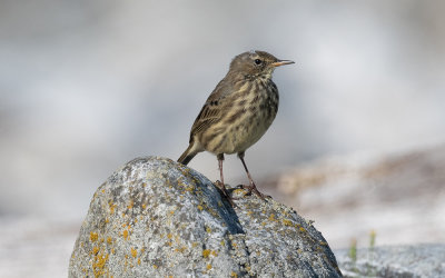Rock pipit (Anthus petrosus littoralis)