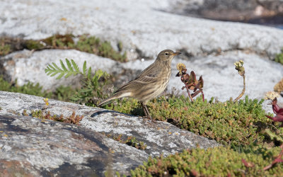 Rock pipit (Anthus petrosus littoralis)