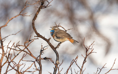 Bluethroat (Luscinia svecica)