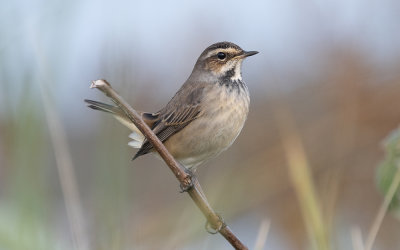 Bluethroat (Luscinia svecica)
