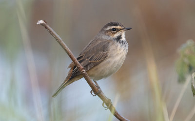 Bluethroat (Luscinia svecica)
