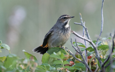 Bluethroat (Luscinia svecica)