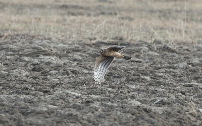 Hen harrier (Circus cyaneus)