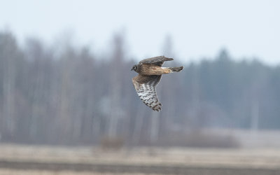 Hen harrier (Circus cyaneus)