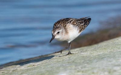 Little stint (Calidris minuta)