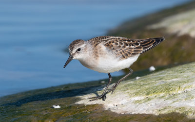 Little stint (Calidris minuta)