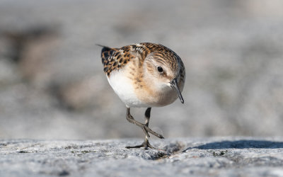 Little stint (Calidris minuta)