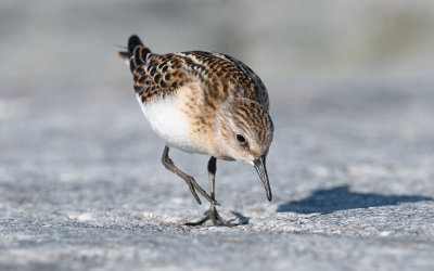 Little stint (Calidris minuta)