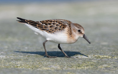 Little stint (Calidris minuta)