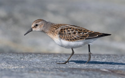 Little stint (Calidris minuta)