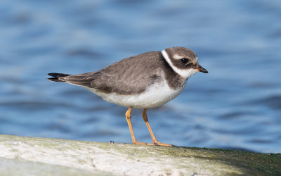 Common ringed plover (Charadrius hiaticula)