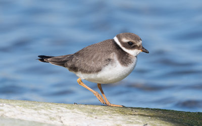 Common ringed plover (Charadrius hiaticula)