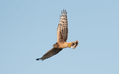 Hen harrier (Circus cyaneus)