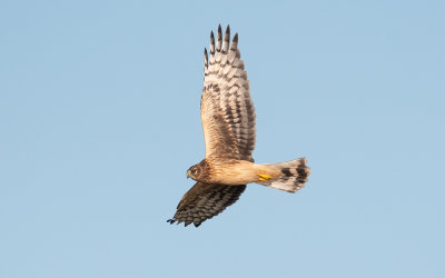 Hen harrier (Circus cyaneus)