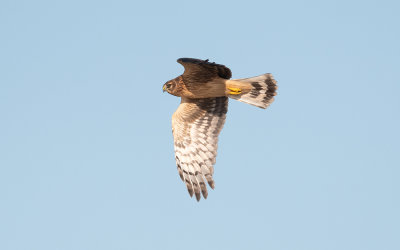 Hen harrier (Circus cyaneus)