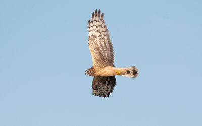 Hen harrier (Circus cyaneus)