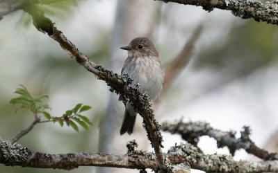 spotted flycatcher (Muscicapa striata)