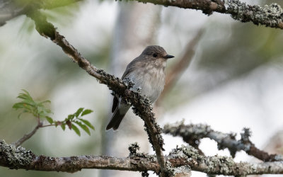 spotted flycatcher (Muscicapa striata)