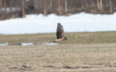 Pallid harrier (Circus macrourus)