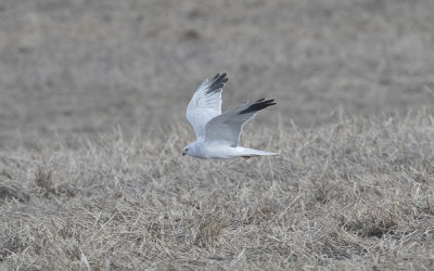 Pallid harrier (Circus macrourus)
