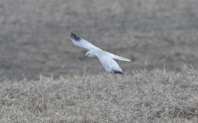Pallid harrier (Circus macrourus)